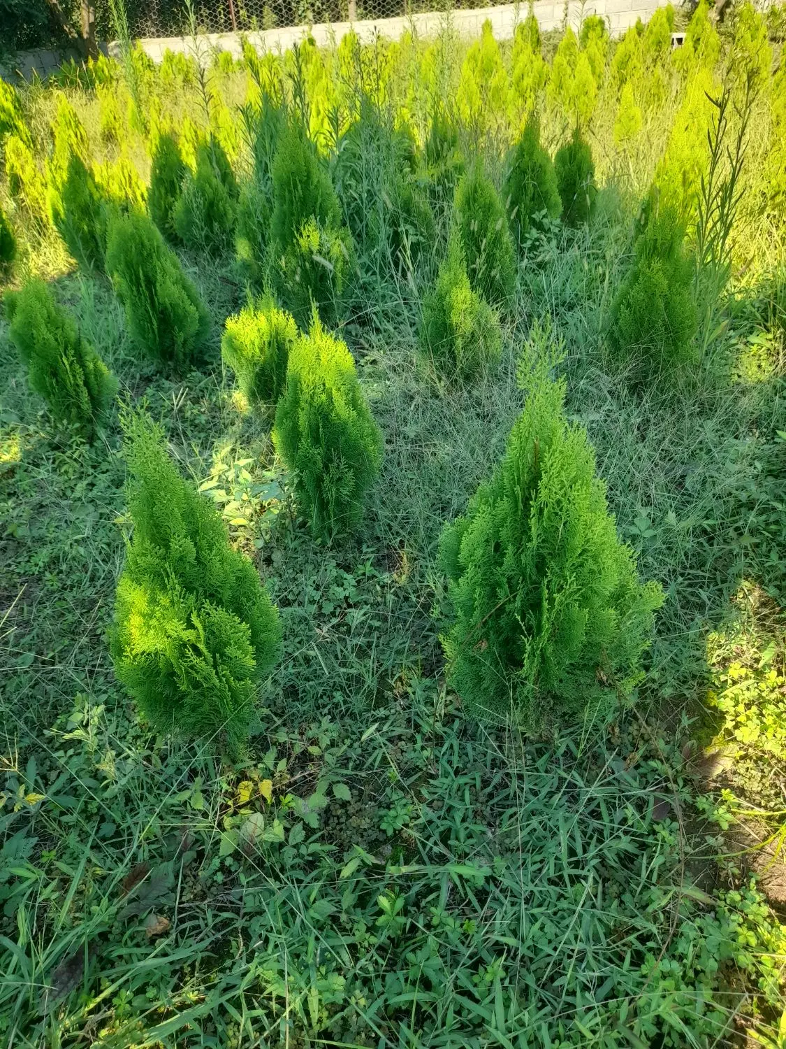 سلام زمین باغی