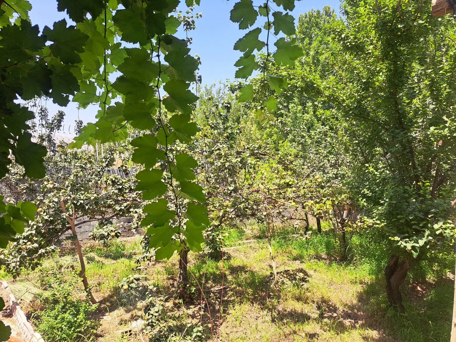 باغ میوه اشترجان