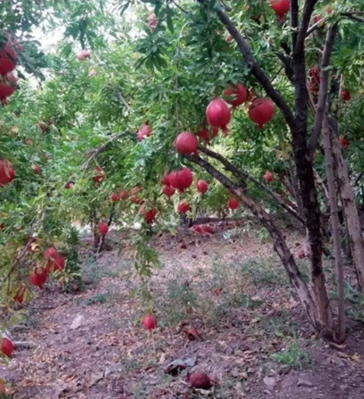 باغ انار ۲۰۰۰متر محدودی ساوه آوه
