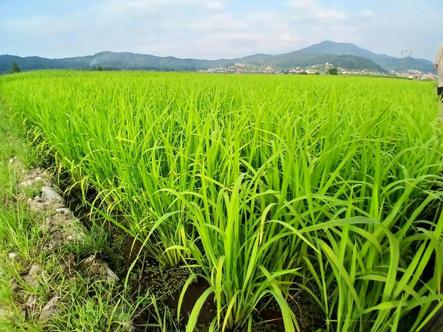 زمین دشت شالیزار شیرگاه