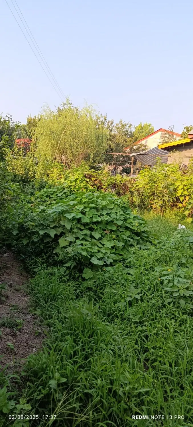 زمین حومه لاهیجان روستای سرشکه