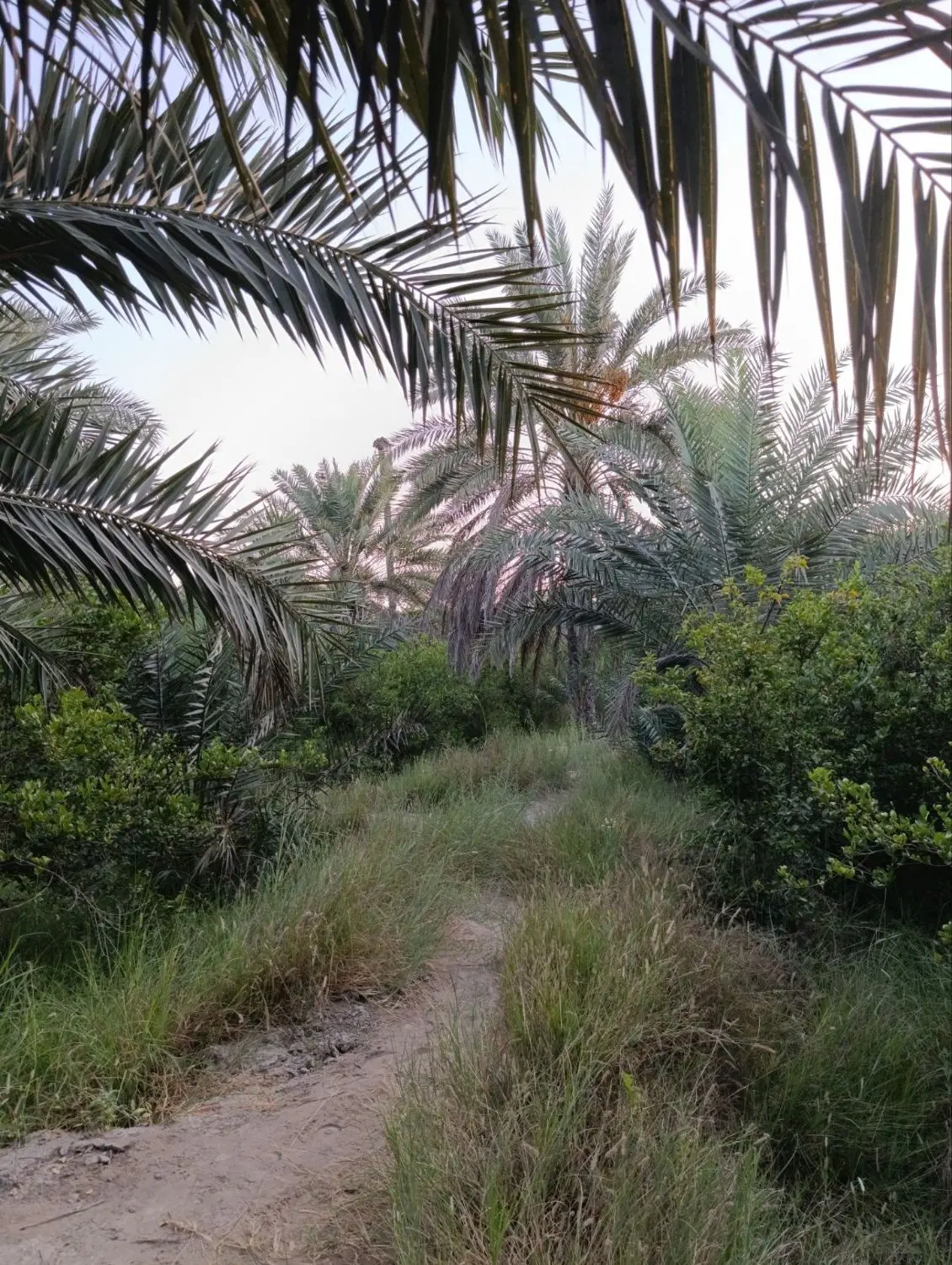فروش باغ