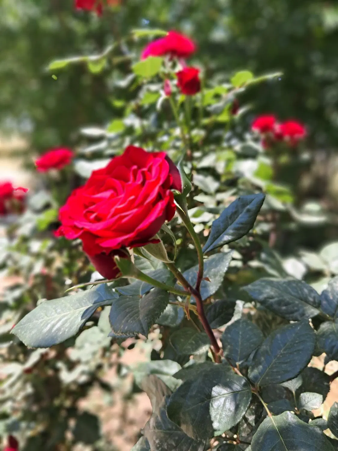 ۸۰۰مترزمین کهریز الهیه
