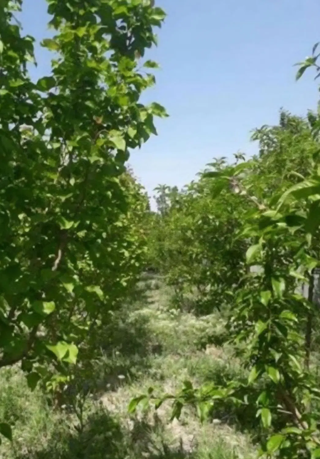 ۴۴۰ متر باغچه در شاهدشهر