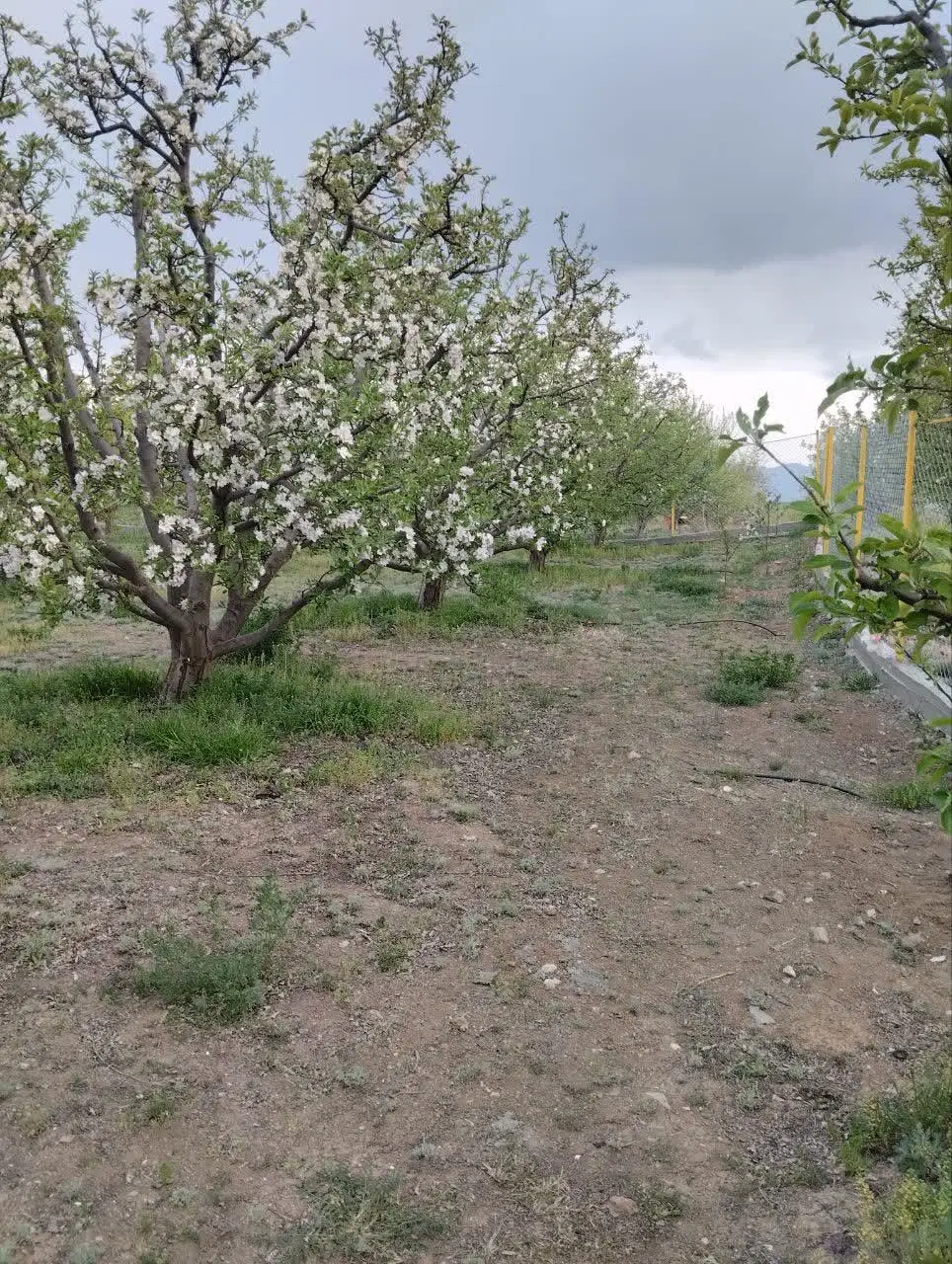 باغ در اهر به متراژ ۲۰۰۰ متر