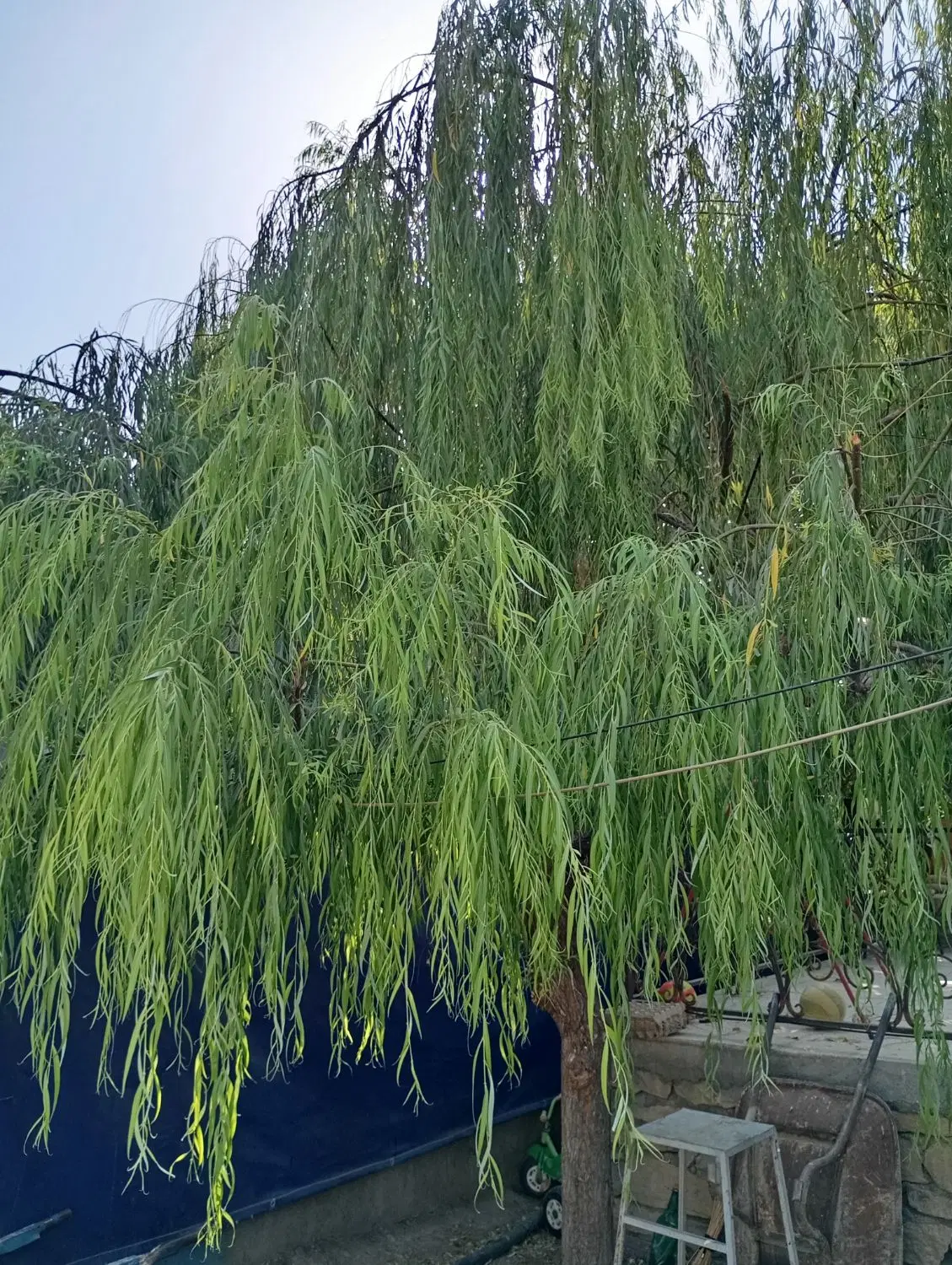 اجاره باغ ویلا مجموعه گردشگری