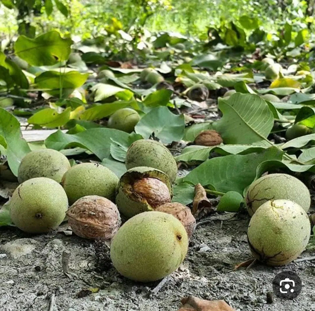 فروش باغ گردو در روستای کفراج
