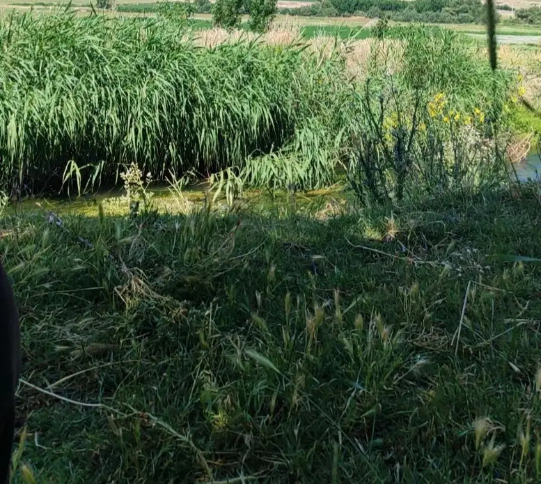 زمین آبی قره گزلو مناسب باغ