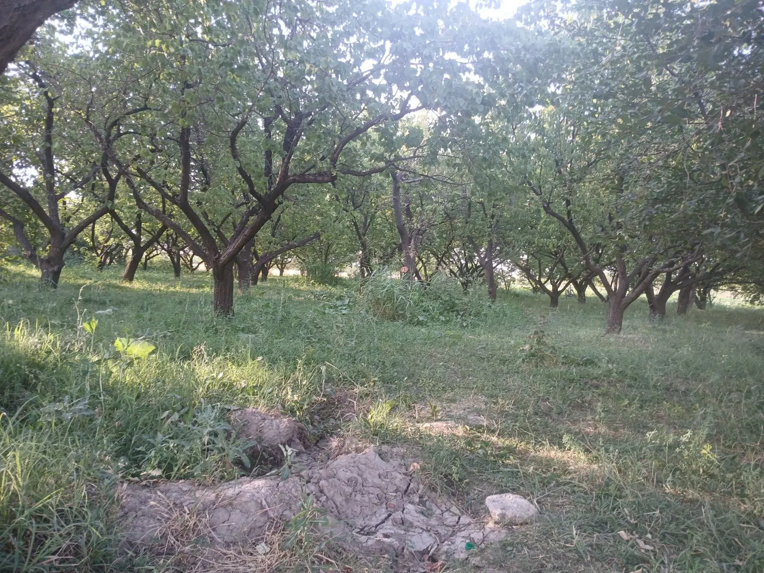 فروش و معاوضه ای باغ