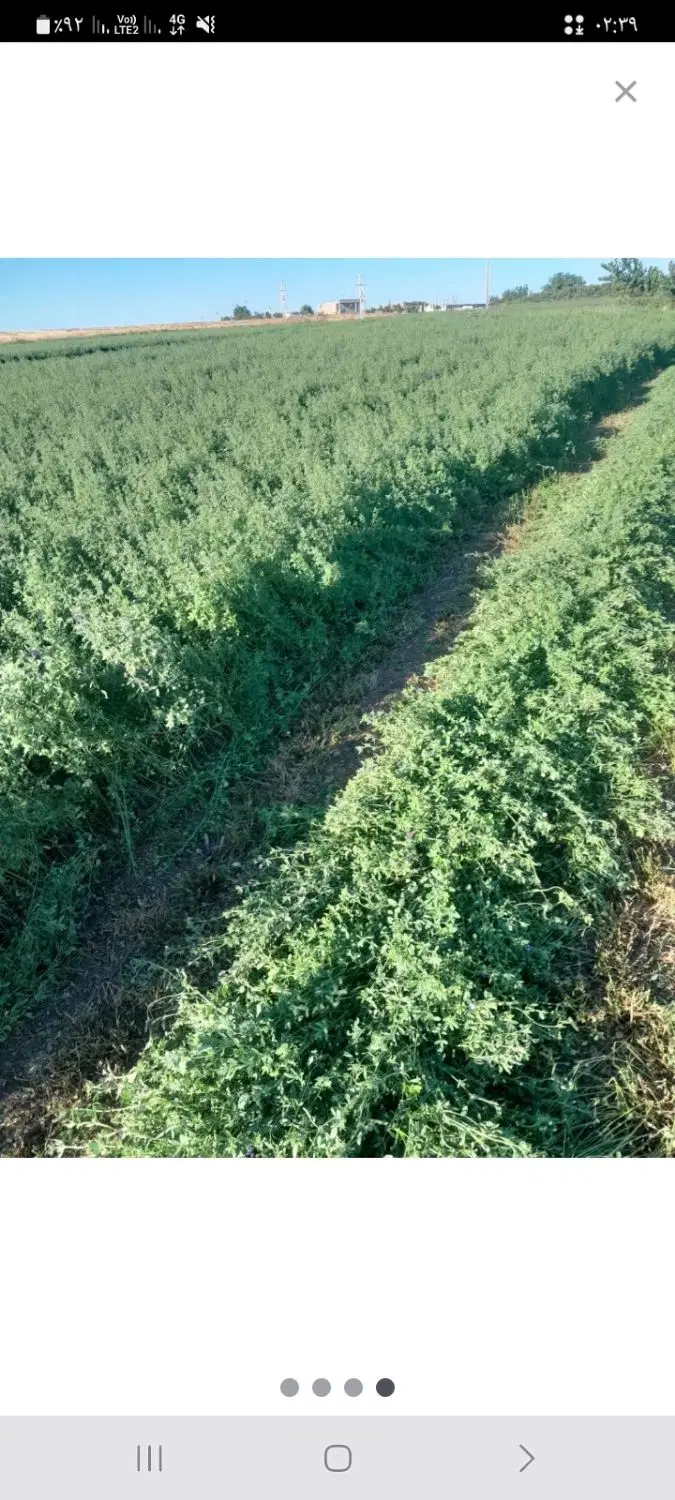 یونجه چین دوم
