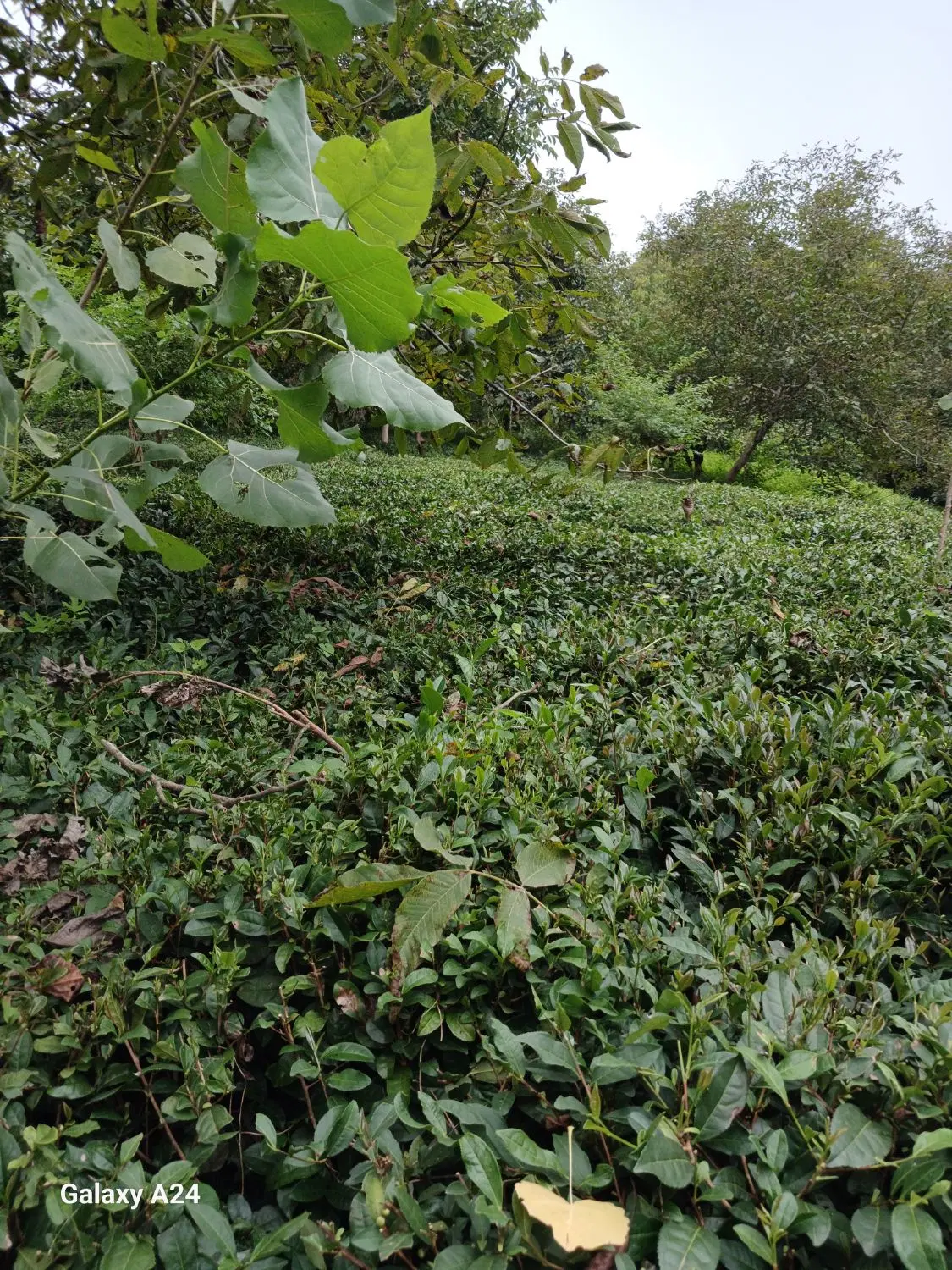 باغ چایی