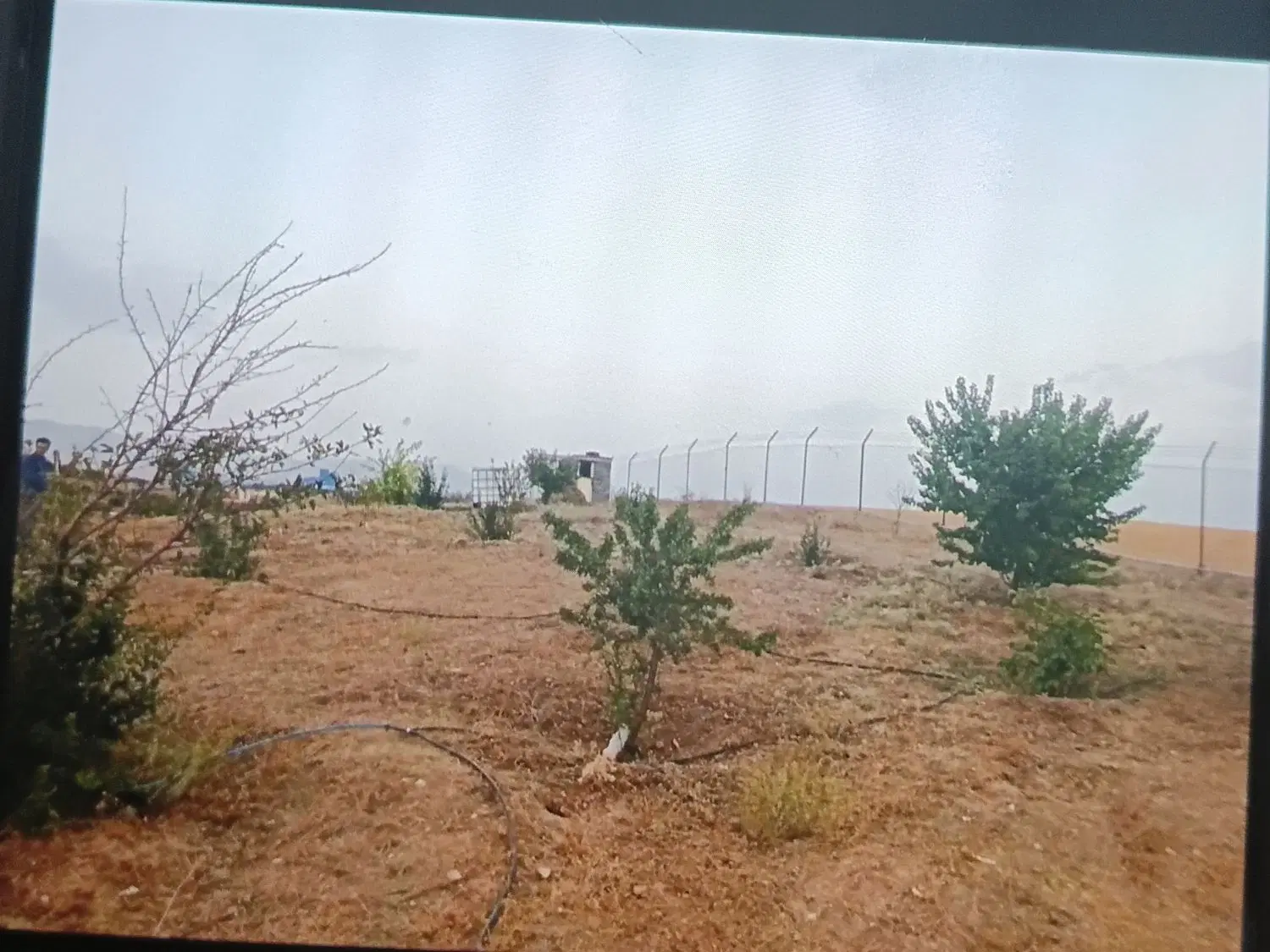 باغ‌شقایق