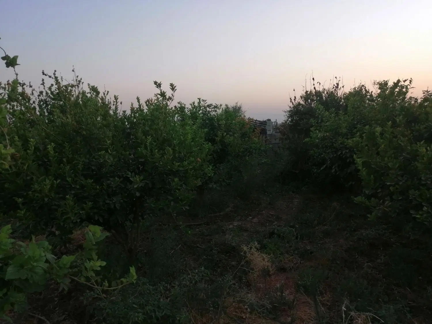 باغچه