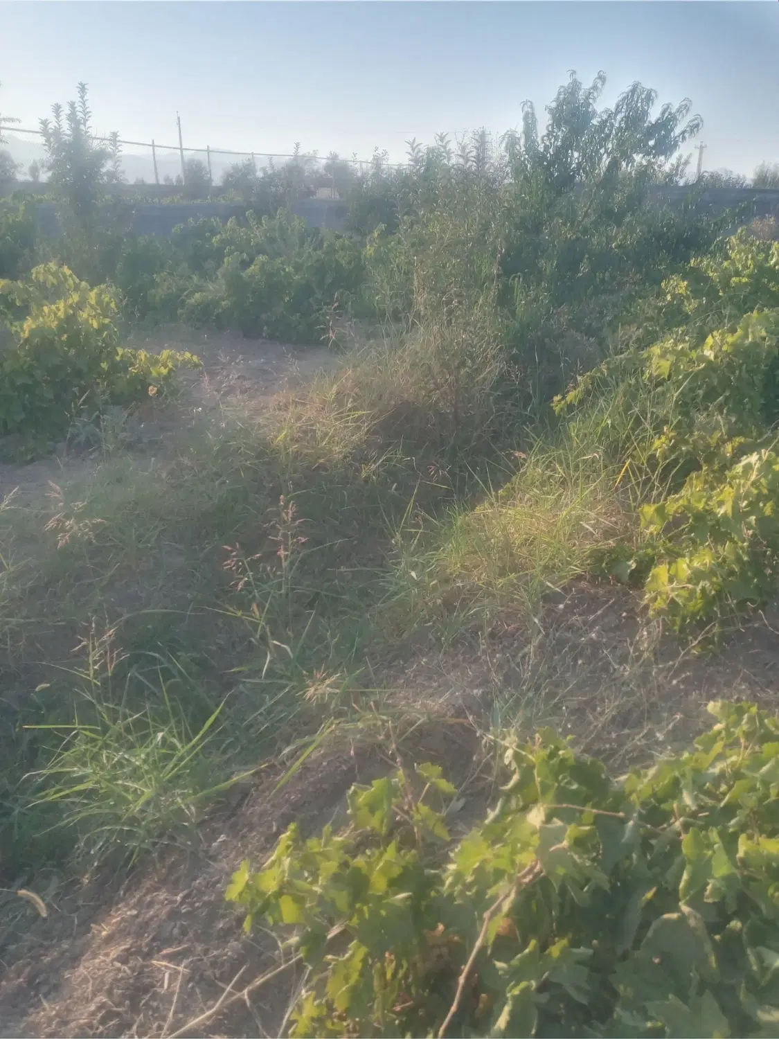 زمین کشاورزی
