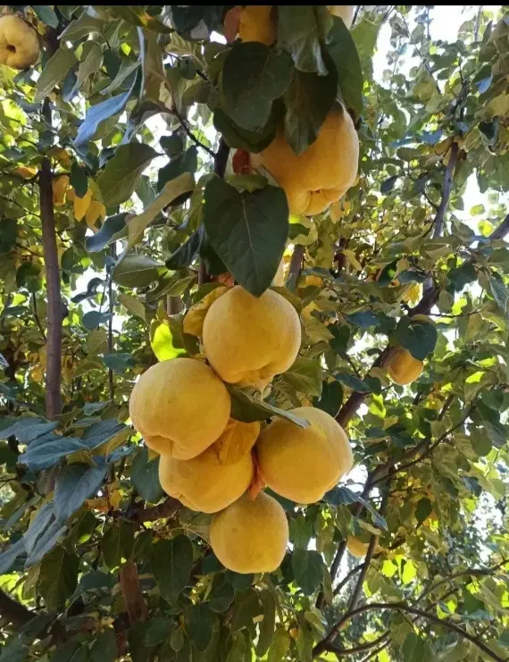 باغ فروشی