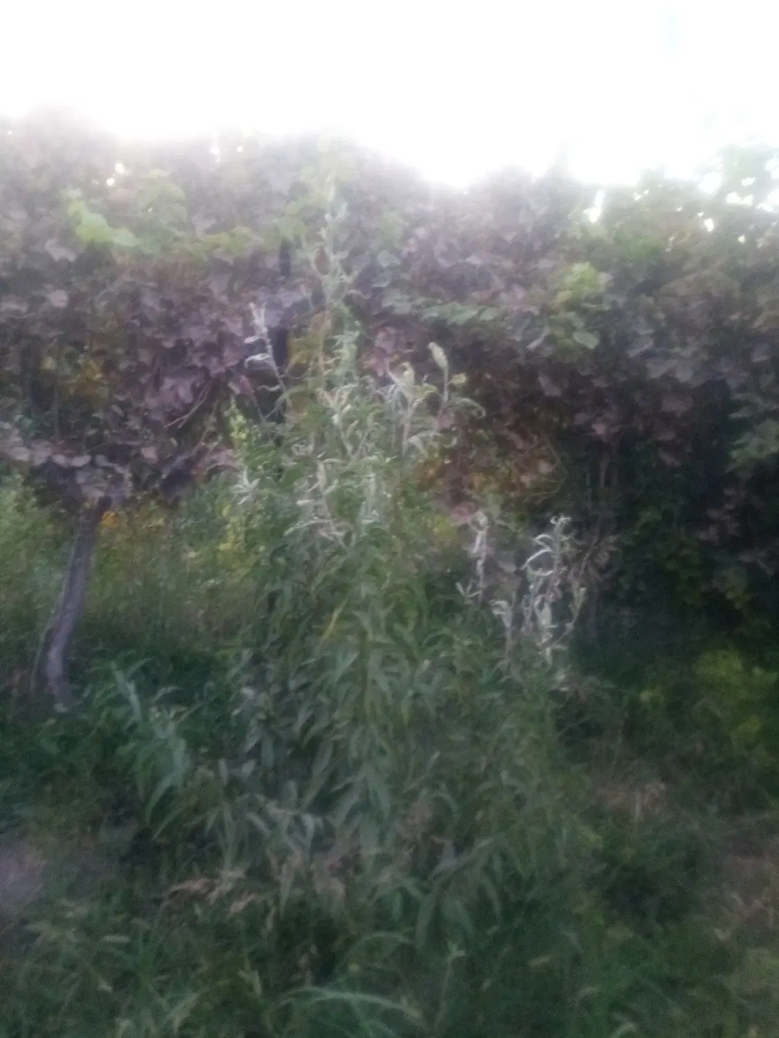 باغ واقع در روستای دربند