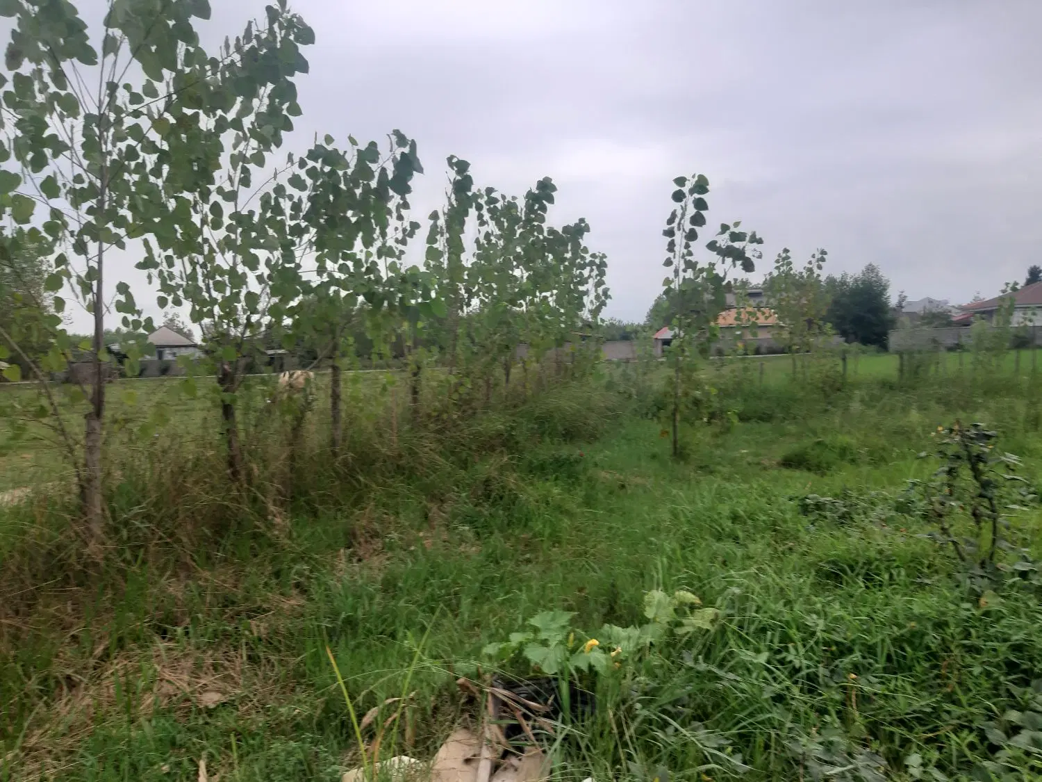 زمین باغی دربهترین نقطه روستایی