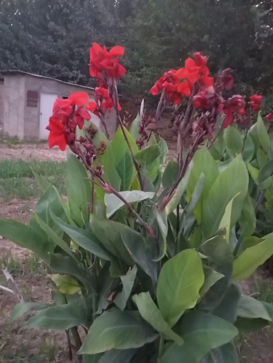 باغ آلوچه