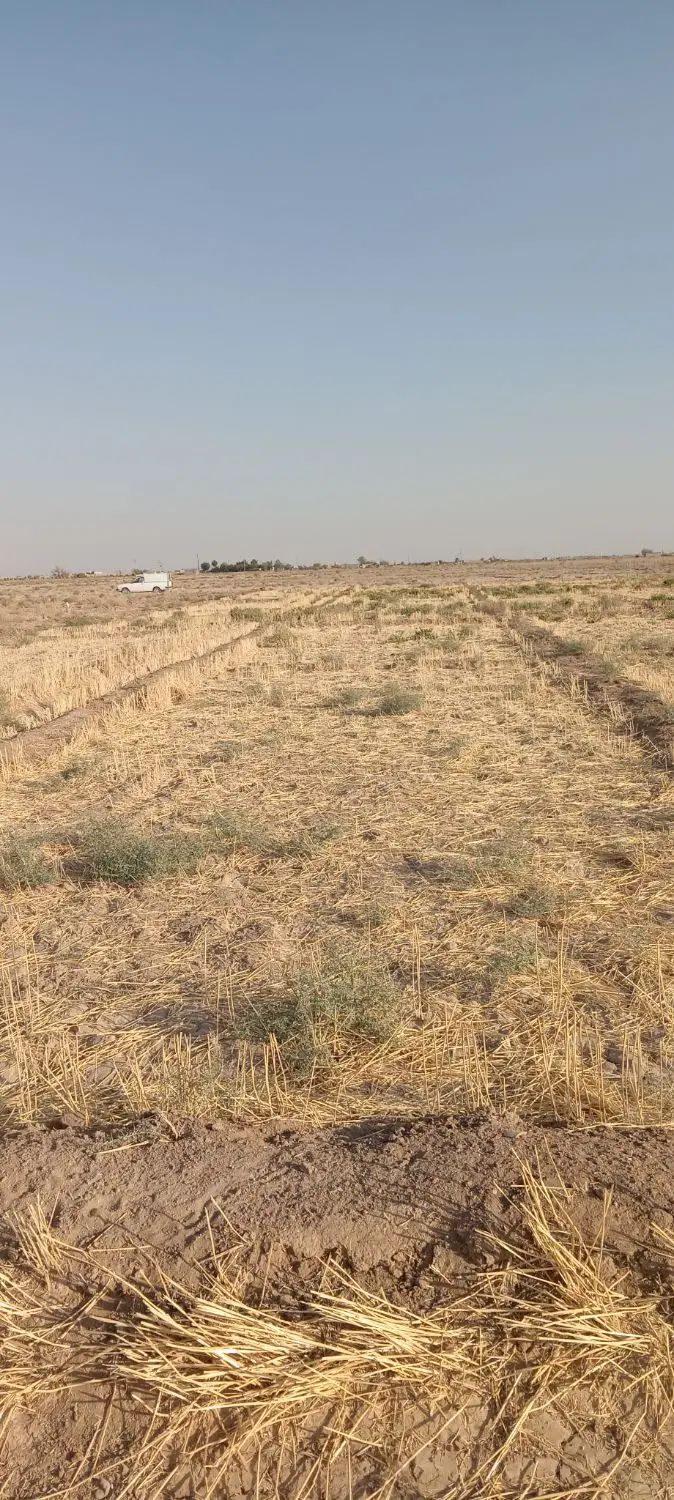 1000متر زمین کشاورزی