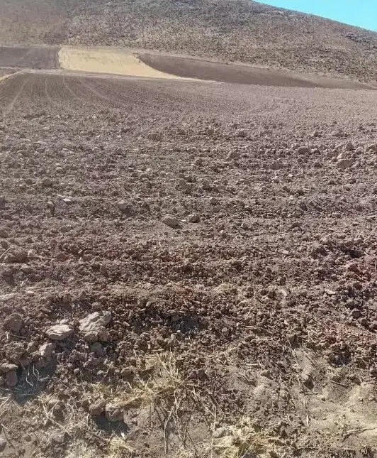 زمین کشاورزی دیم در شهرستان سنقر روستای جان احمد
