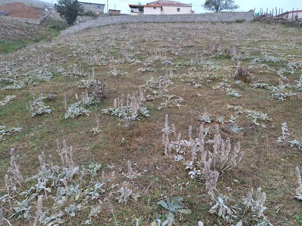 فروش زمین مسکونی در جواهر دشت گیلان