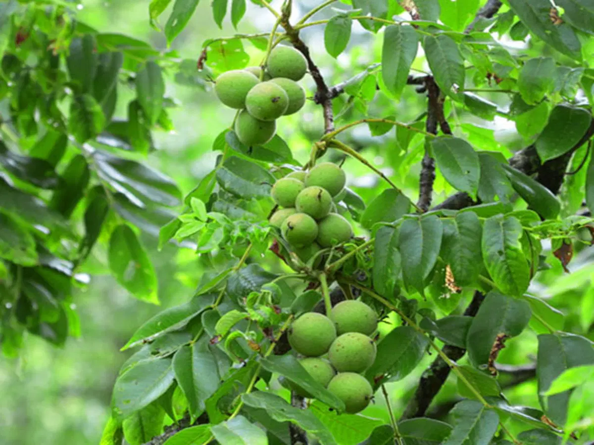 اجاره گردو