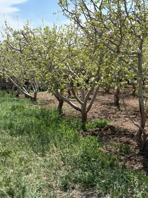 ۲۵۰مترباغ‌زمین‌+آب+برق+گاز+سندتکبرگ در جابان بزرگ