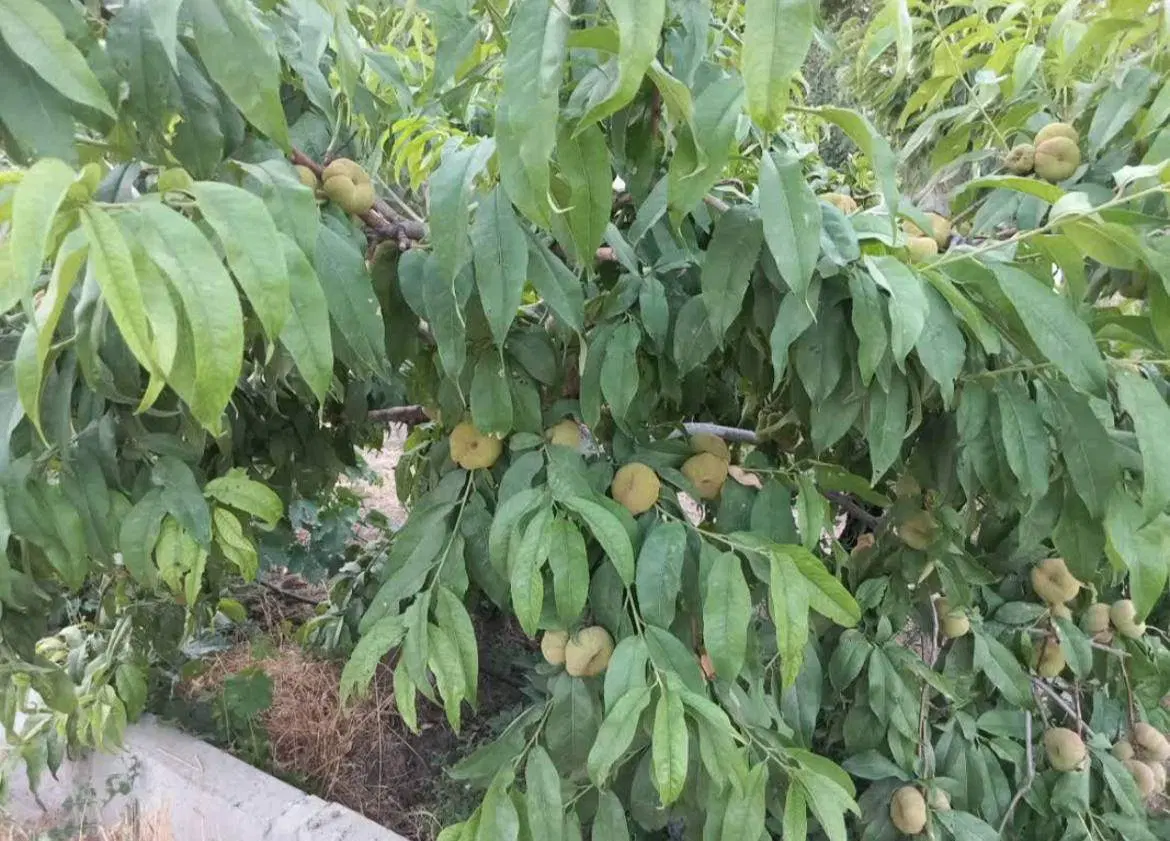 باغ 1080 متری در شفیع آباد