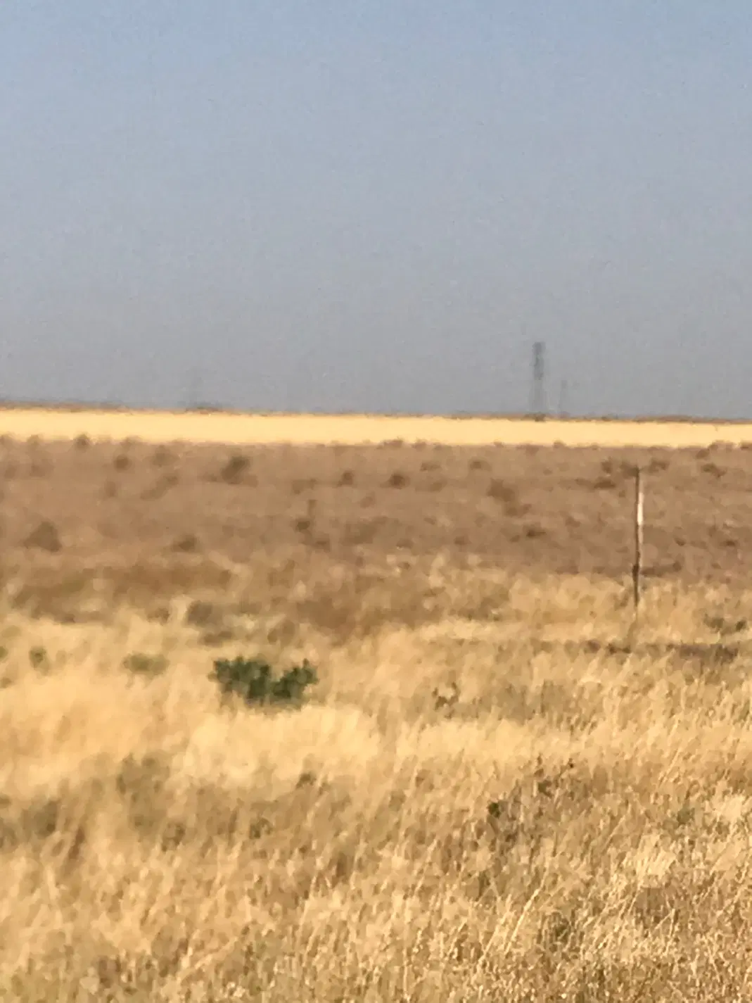 صدهکتار جو و گندم دیمه مناسب چراه دام
