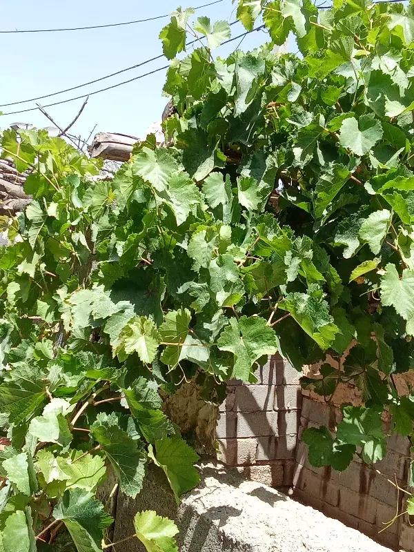 فروش ویژه ۱۲۰ متر زمین سنددار - روستای کریک