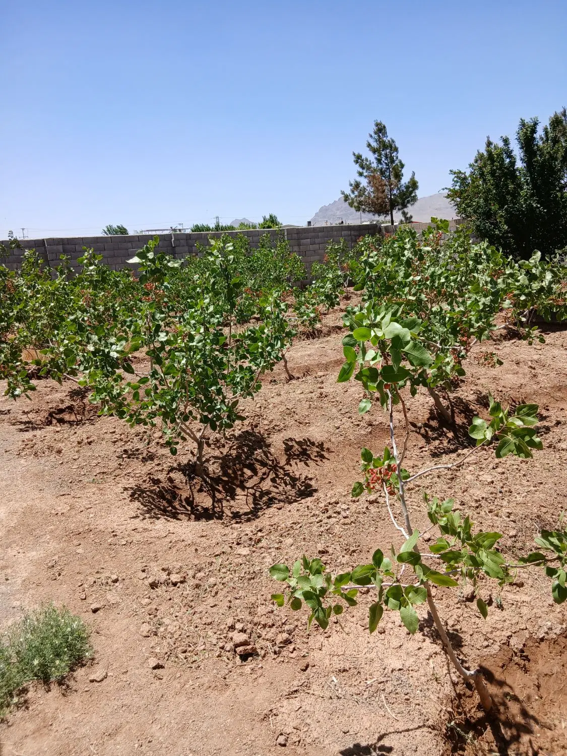 زمین کشاورزی