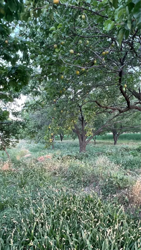 باغچه ۸۰۰ متر