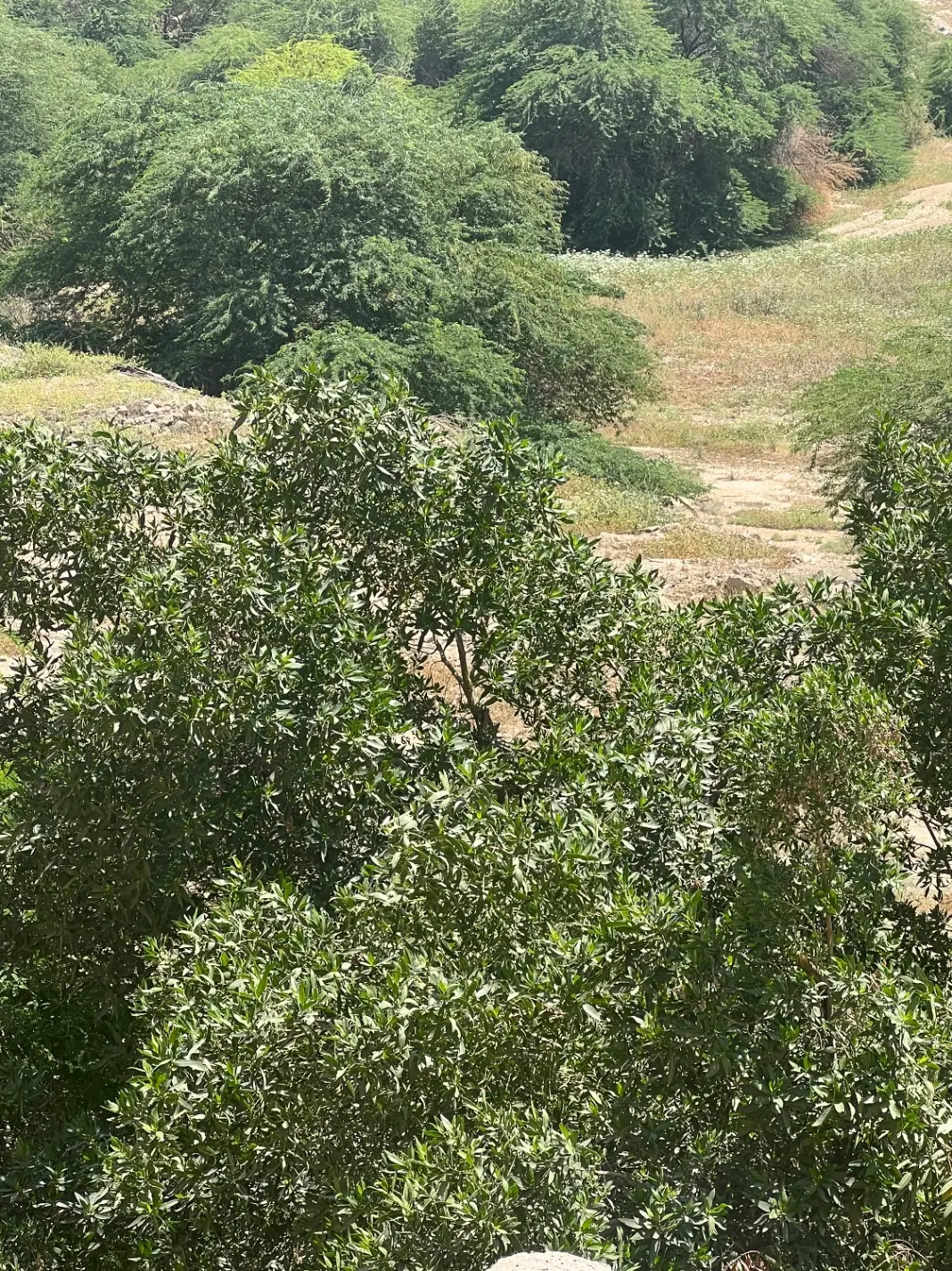 زمین باغ ویلا