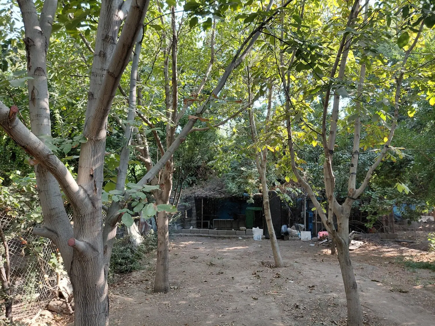 باغچه
