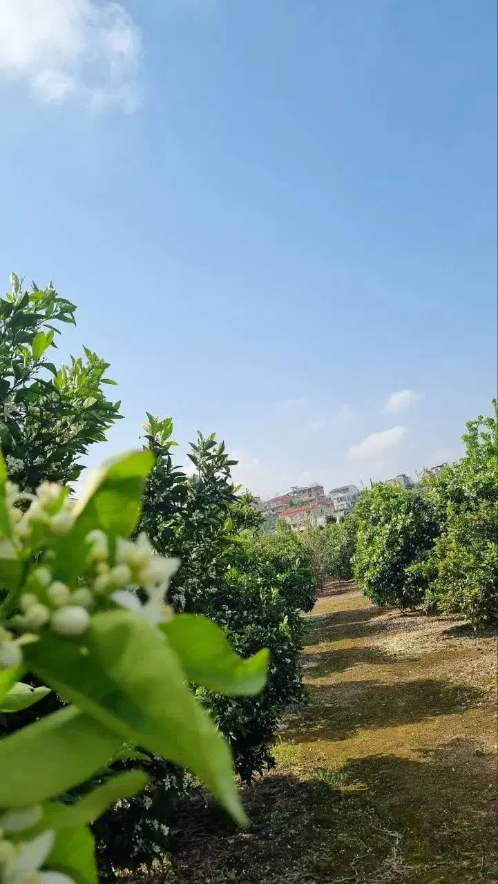 زمین باغی با مجوز ساخت در زردرفع