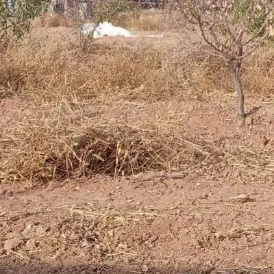 زمین باغی