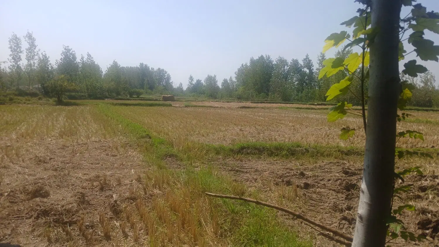 ۱هکتار زمین روستایی جای دنج بکر سنگر رشت