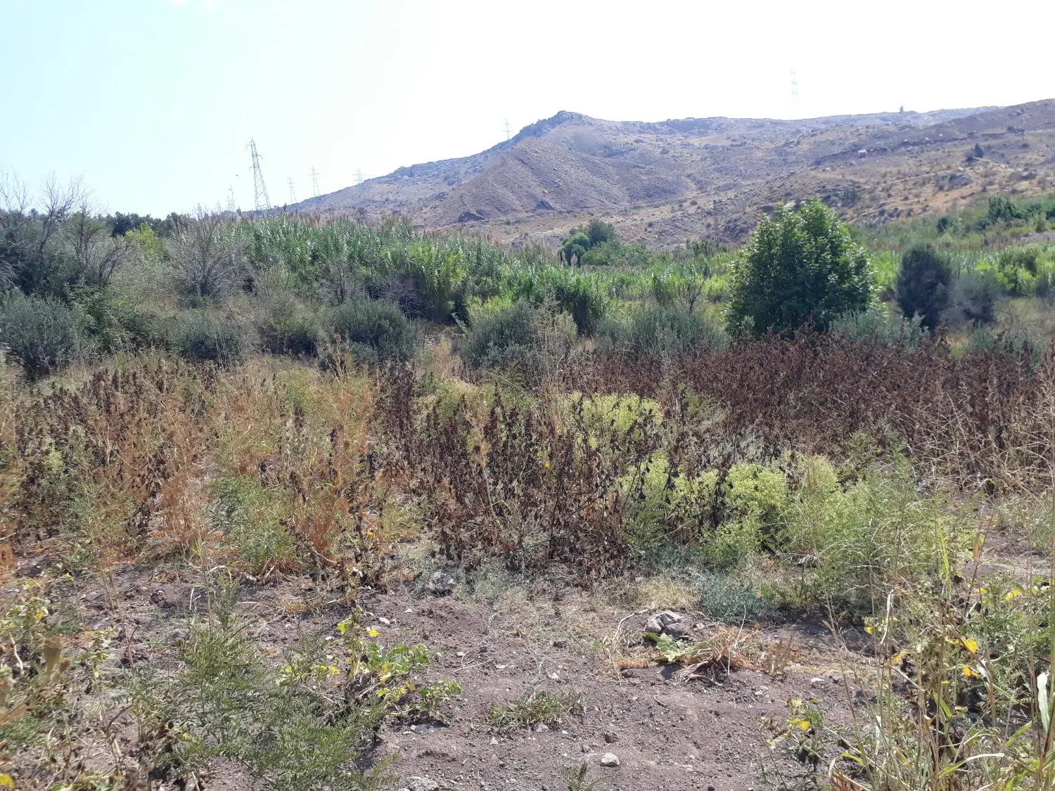 فروش زمین زراعی وباغی