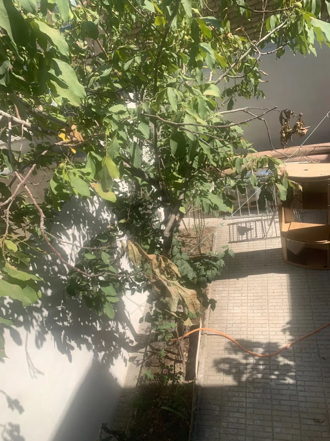 اجاره ویلایی