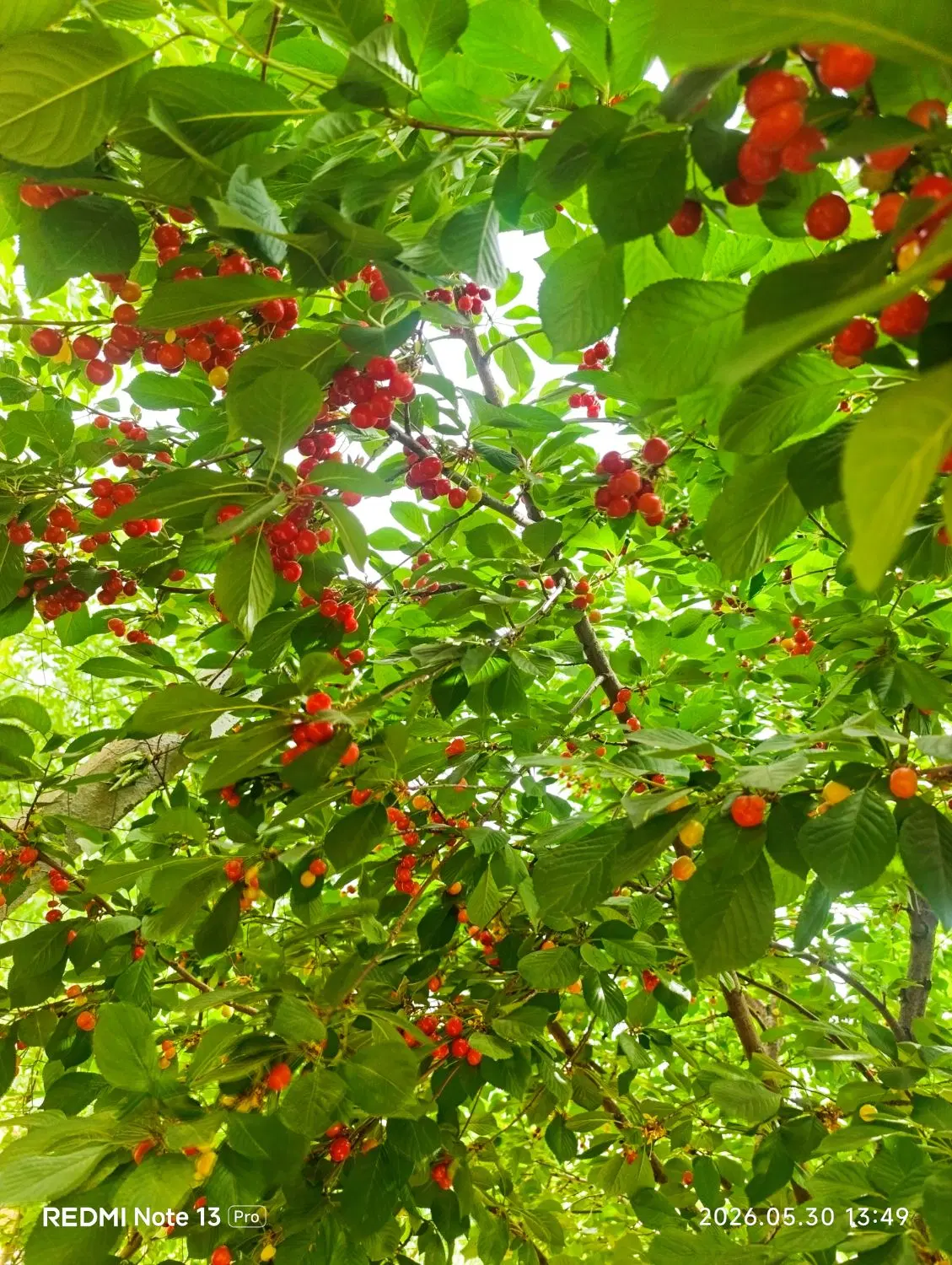 باغ ۳۴۰۰ متری در روستای توریستی ترشاب دورود