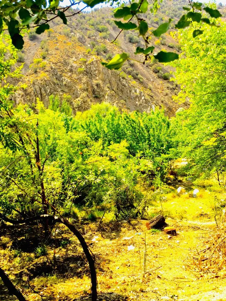 باغ ۳۰۰۰ متری با کوچه اختصاصی مناسب بوم گردی