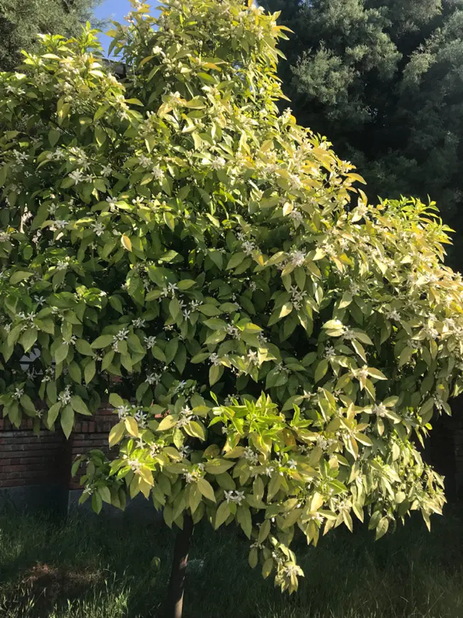 فروش خانه ویلایی