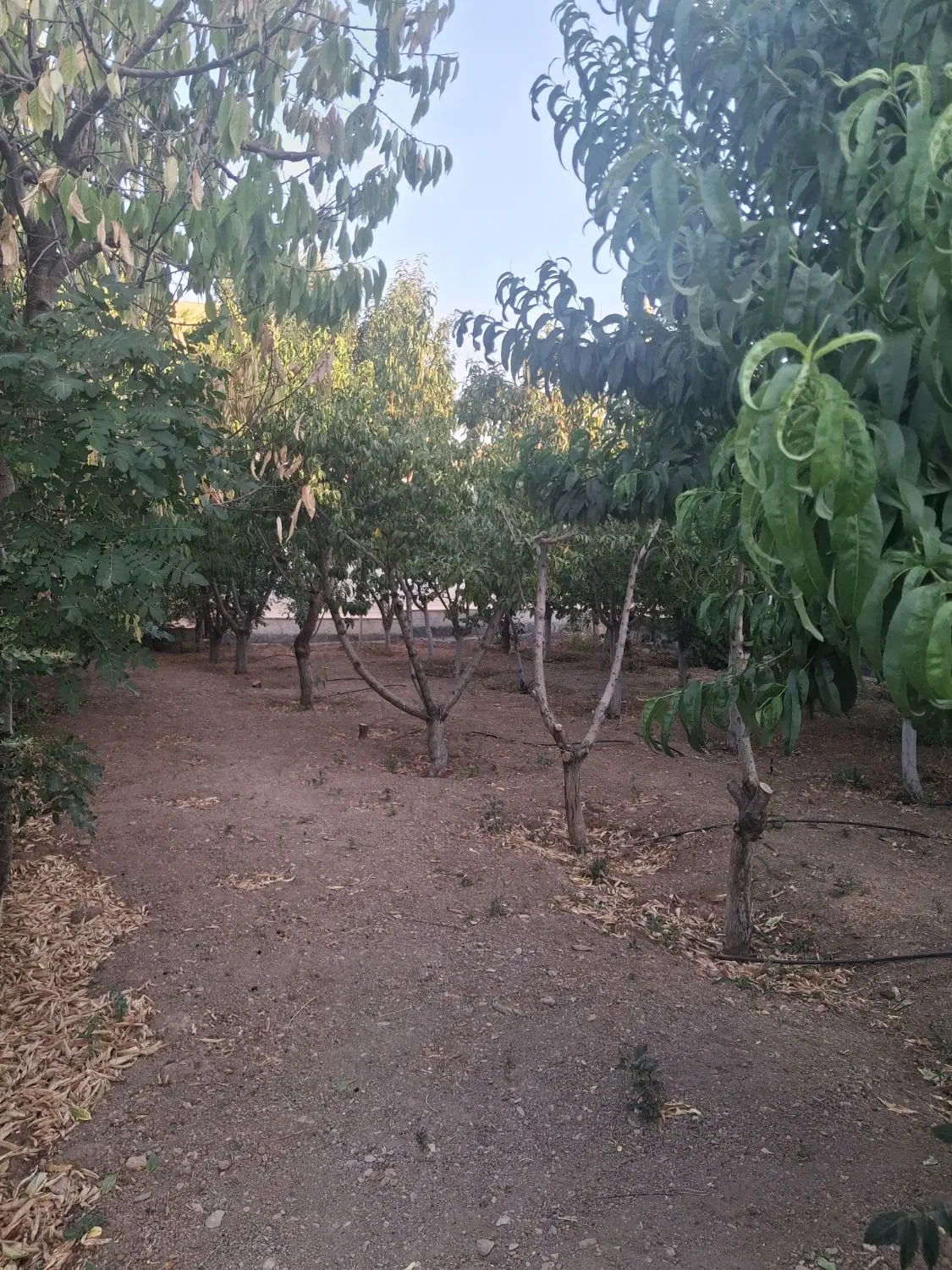 زمین مسکونی ۳۰۰ متر گوار
