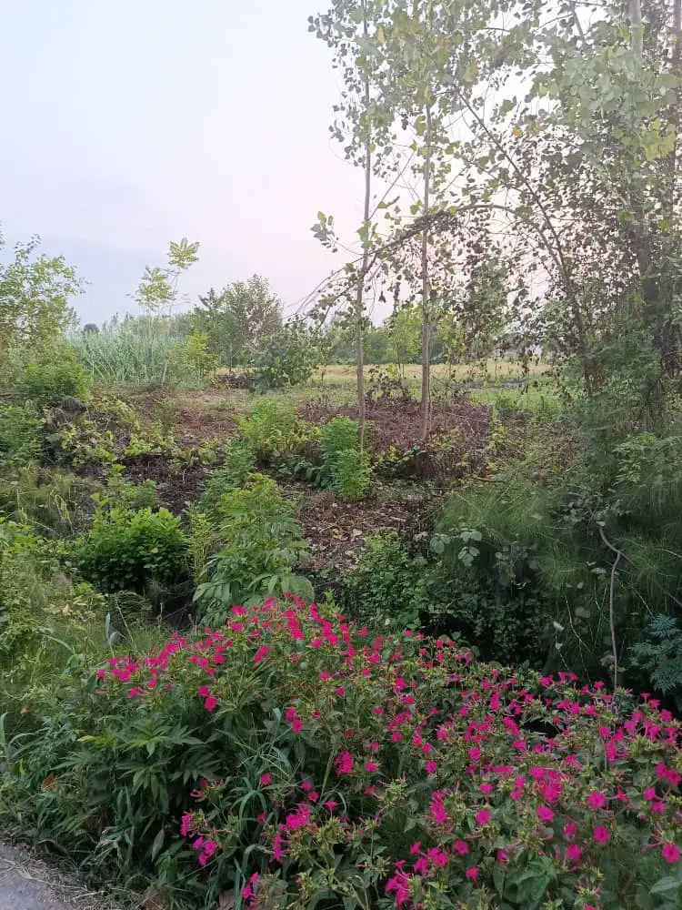 گیلان کوچصفهان