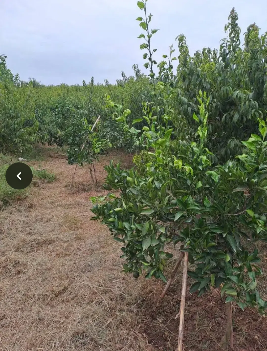 فروش باغ میوه ۱۹۰۰متری زیبا شرایطی و چک در سورک