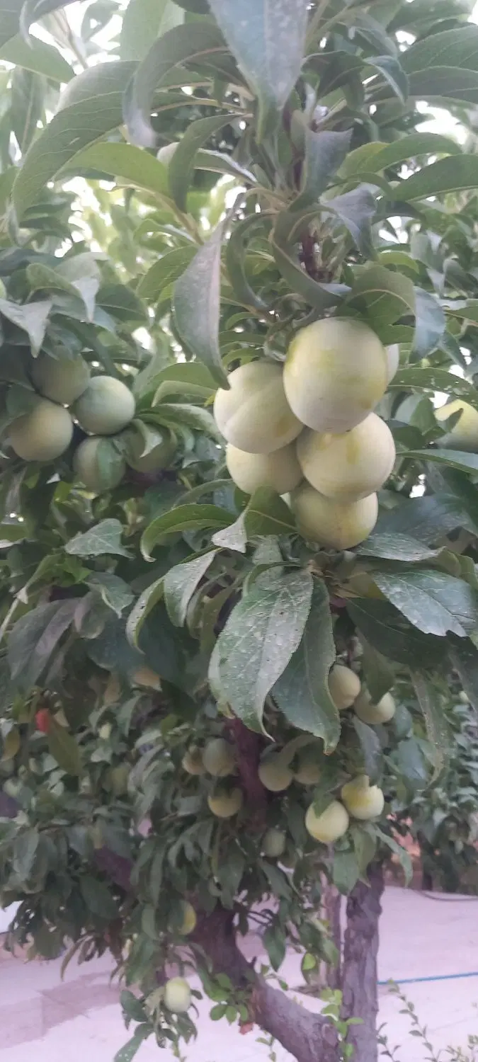 کشاورزی