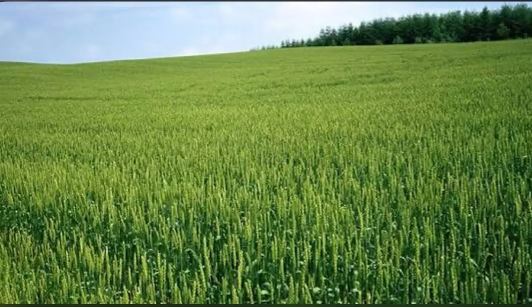 زمین کشاورزی