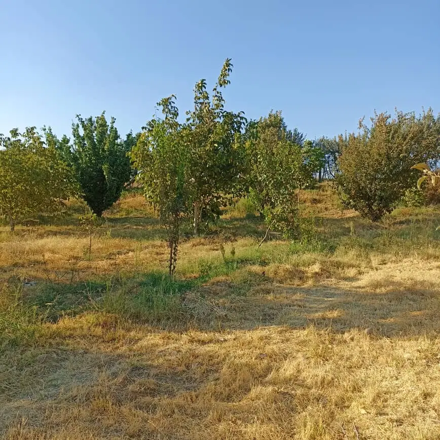 دوقطعه زمین بانقلان