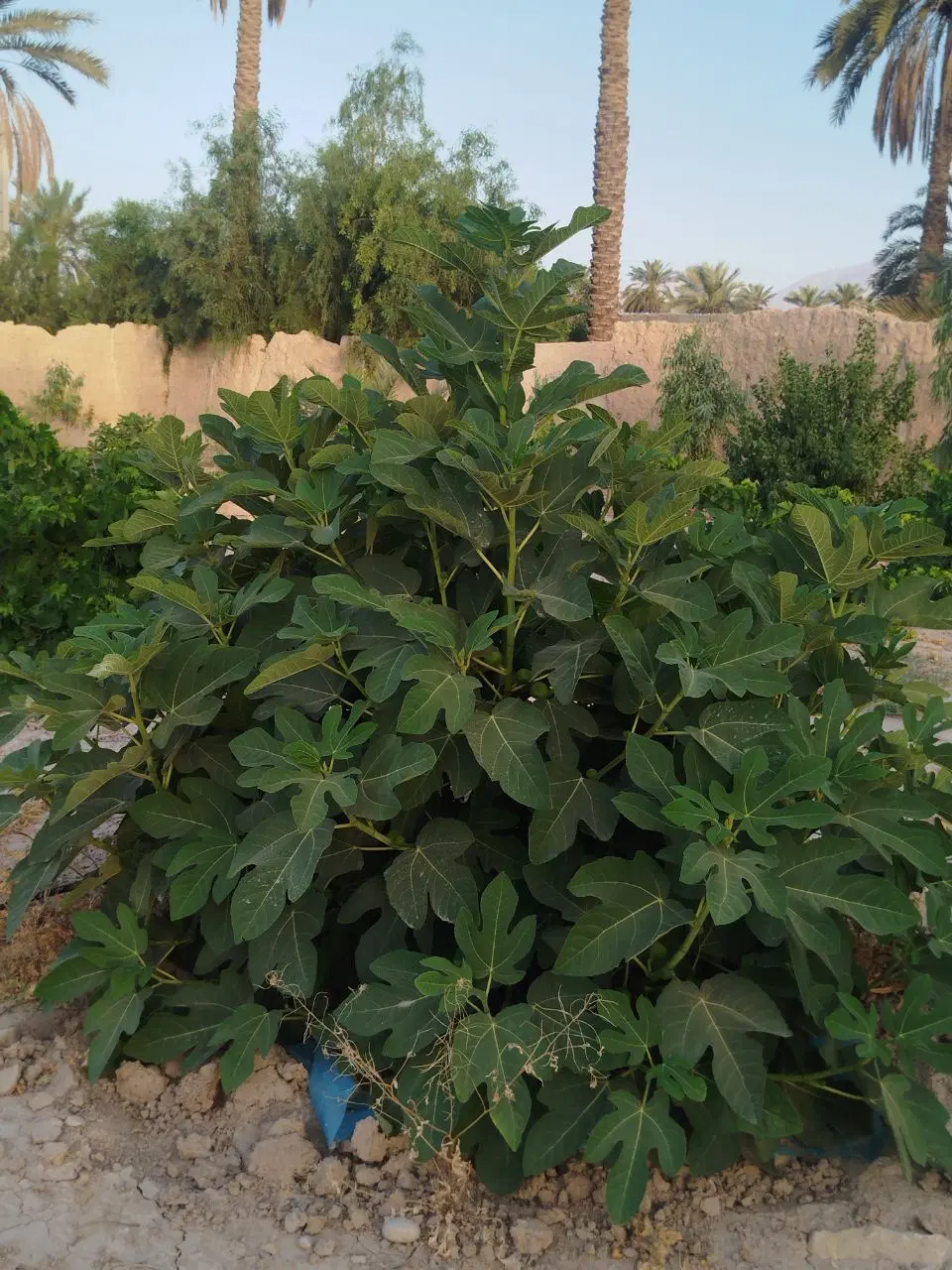 زمین باغ شهری