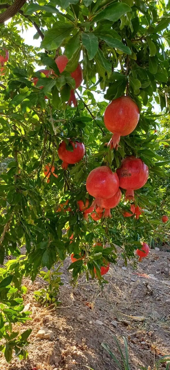 فروش زمین و باغ